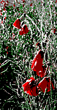 Rain Poppies